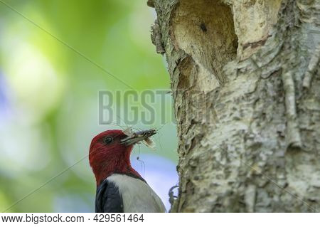 The Red-headed Woodpecker (melanerpes Erythrocephalus)  Bringing Food For Young  Into The Nesting Ca