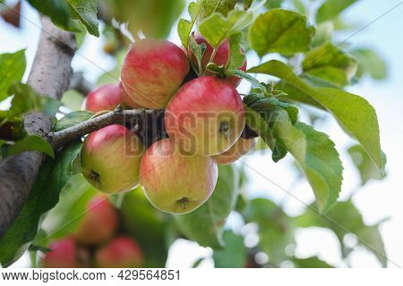 Delicious Red And Yellow Apples Growing On Apple Tree In Organic Orchard In Vaud, Switzerland During