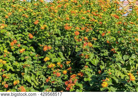 Beautiful Flowers Of Lantana Camara (common Lantana) Plant
