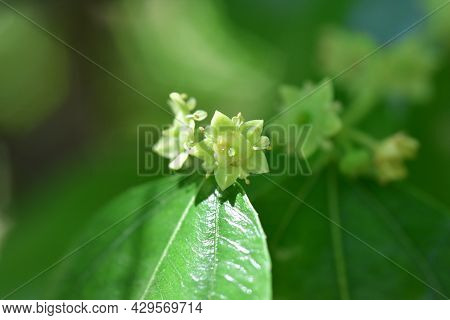 Jojoba Blooming  Tree Flowers