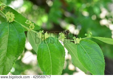 Jojoba Blooming  Tree Flowers