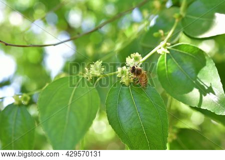 Jojoba Blooming  Tree Flowers