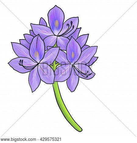 Drawing Flower Of Water Hyacinth Isolated At White Background, Hand Drawn Illustration