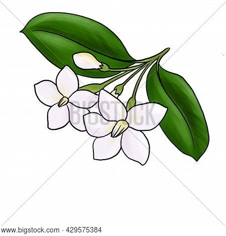 Drawing Flower Of Water Jasmine, Wrightia Religiosa Isolated At White Background, Hand Drawn Illustr