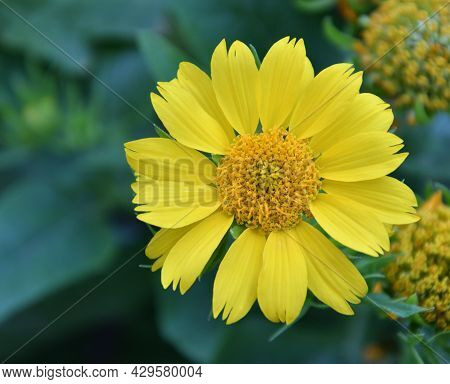 Yellow Flower Heliopsis (latin. Heliopsis)
