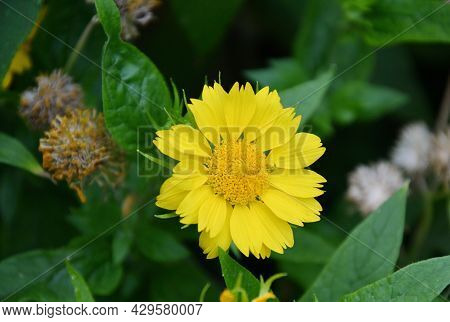 Yellow Flower Heliopsis (latin. Heliopsis)