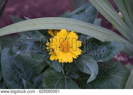Yellow Flower Heliopsis (latin. Heliopsis)