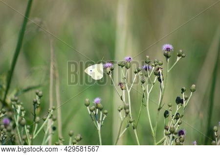 Cabbage White Butterfly On Creeping Thistle In Bloom Close-up View With Selective Focus