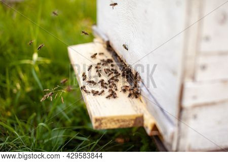 Bees Collect Pollen From The Flowers And Carry It To The Hive. The Concept Of Breeding Bees For Hone