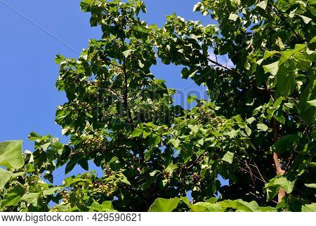 Common Names Princess Tree, Empress Tree, Or Foxglove-tree, Is A Deciduous Hardwood Tree