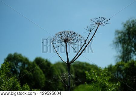 The Plant Borscht Sosnovsky On The Background Of The Blue Sky