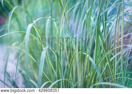 Nature Background With Wildgrass Under Sunlight. Selective And Soft Focus. Plant Background. Close U