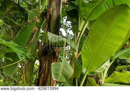 A Clump Of Banana Trees With Green Leaves And Dark Brown Leaves, Old Midribs Turn Brown