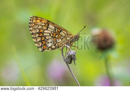 Heath Fritillary (melitaea Athalia)
