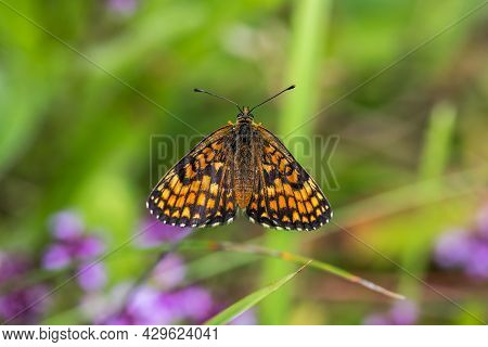 Heath Fritillary (melitaea Athalia)