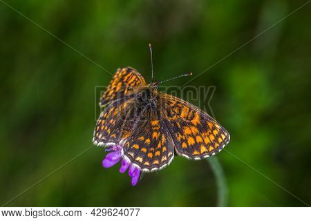 Heath Fritillary (melitaea Athalia)