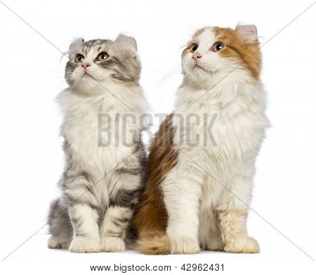 Twee Amerikaanse Curl kittens, 3 maanden oud, zit en voor witte achtergrond opzoeken