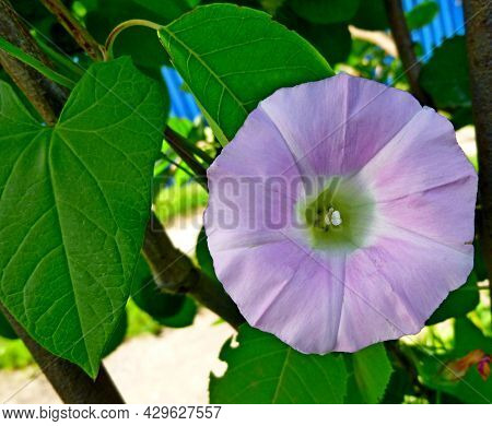 Convolvulus Arvensis, Field Bindweed. Close Up Of Bindweed Flower