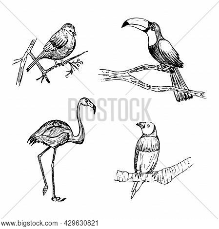 A Set Of Birds Hand Drawn, Toucan, Robin, Flamingo, Finch. Vector Illustration Isolated On A White B