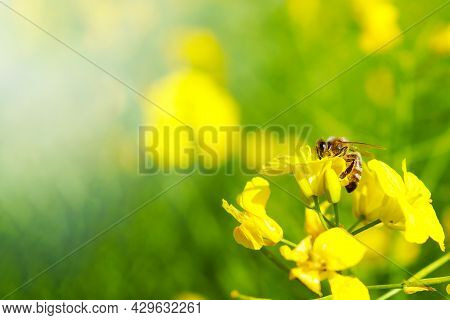 Honey Bee Collecting Dust On Yellow Rapeseed Flower, Bee Flying From Flower To Flower, Nature Landsc