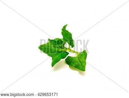Branch Of New Zealand Spinach Or Tetragonia Tetragonioides Leaves Isolated On White