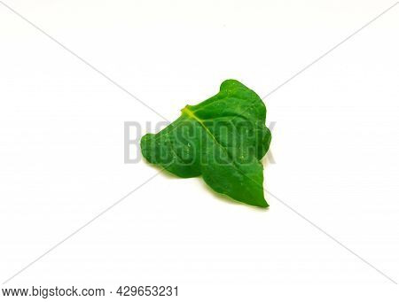 Homegrown New Zealand Spinach Or Tetragonia Tetragonioides Leaf Isolated On White