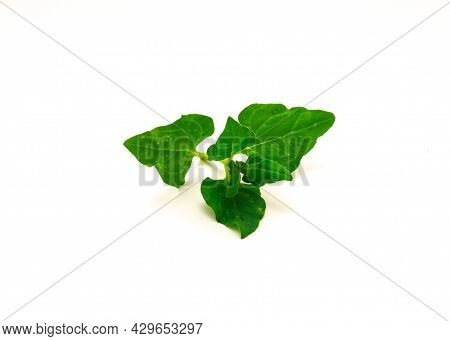 Branch Of New Zealand Spinach Or Tetragonia Tetragonioides Leaves Isolated On White