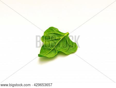 Homegrown New Zealand Spinach Or Tetragonia Tetragonioides Leaf Isolated On White