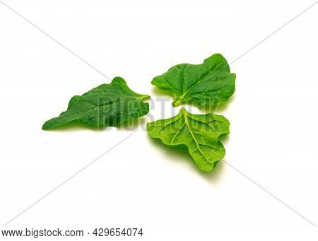 Three Homegrown New Zealand Spinach Or Tetragonia Tetragonioides Leaves Isolated On White