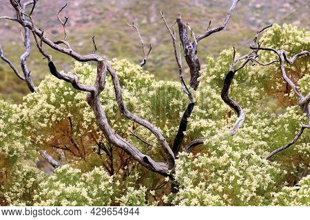 Remnants Of Burnt Branches Caused From A Past Wildfire Besides A New Growth Chaparral Plant With Flo