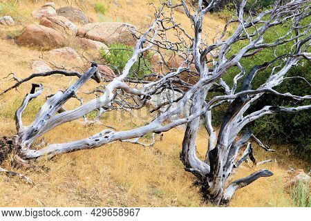Burnt Chaparral Plants Caused From A Past Wildfire On A Parched Field Taken At A Chaparral Woodland 