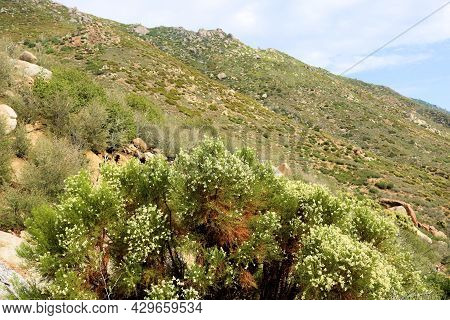 Chaparral Shrub With Flower Blossoms On An Arid Mountain Slope Taken At A Chaparral Woodland In The 