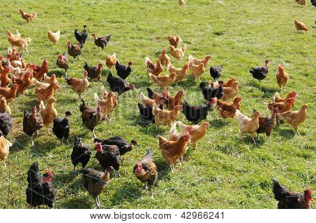 France, Poultry Farming In Brueil En Vexin