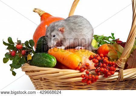 Cute Rat Dumbo With Vegetables On A White Isolated Background. Branches Of Mountain Ash, Rose Hips, 