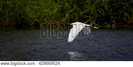 Egretta Garzetta Flies Over The Water And Looking For Food