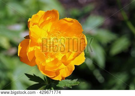 Orange Hybrid Globeflower, Trollius X Cultorum Variety Baudirektor Linne, Flower In Close Up With A 