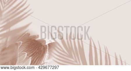 Shadow Tropical Palm Leaves And Protea Flower On Light Pastel Background. Creative Copyspace Banner.