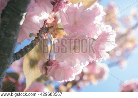 Pink Cherry Blossoms On A Branch With A Blurred Background.