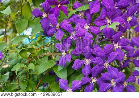 Clematis, Jackmanii, Is A Beautiful Climbing Plant With Violet Flowers. It Is Blooming All Summer.