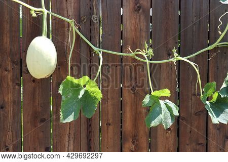 White Oval Squash Hanging On A Stem With Green Leaves On A Brown Wooden Fence Background