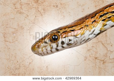 Fotografia di un serpente innocuo mais