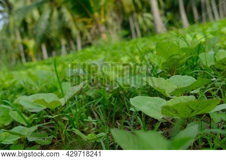 Green Grass And Small Plants Spotted At Agricultural Lands