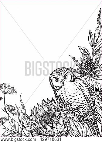 Beautiful Vector Frame With Black And White Owl, Feverweed, Protea Flowers And Leaves.