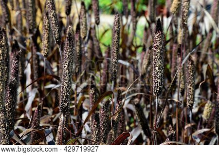 Ornamental Grasses With Red Leaves And Creamy Beige Flowers Bent. The Vegetation In The Flowerbed Is
