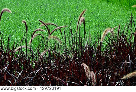 Ornamental Grasses With Red Leaves And Creamy Beige Flowers Bent. The Vegetation In The Flowerbed Is