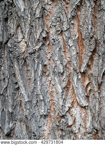 Whipping Willow Tree Grey Bark Background Texture