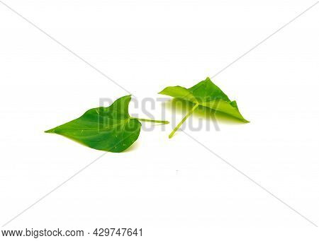 Two Sweet Potato Ipomoea Batatas Leaves Isolated On White Background