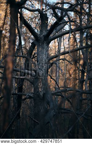 Charred Burnt Tree After Forest Fire, Forest Fires After An Abnormal Heat Wave, Arson And An Environ
