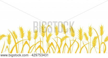 Cartoon Farm Field Background With Golden Wheat Spikes. Agriculture Cereal Crop Ears. Rural Scene Wi