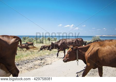 A Herd Of Cows Cross The Road Without A Shepherd. Red Cows